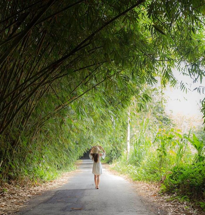 Bamboo Forest At Penglipuran Village