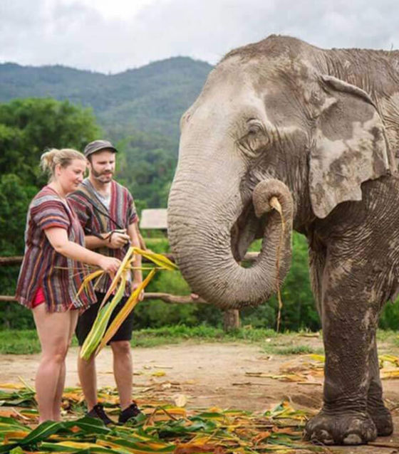 Ethical Elephant Sanctuary Experience Chiang Mai Elephant Tour Ethical Elephant Sanctuary Experience Chiang Mai Elephant Tour