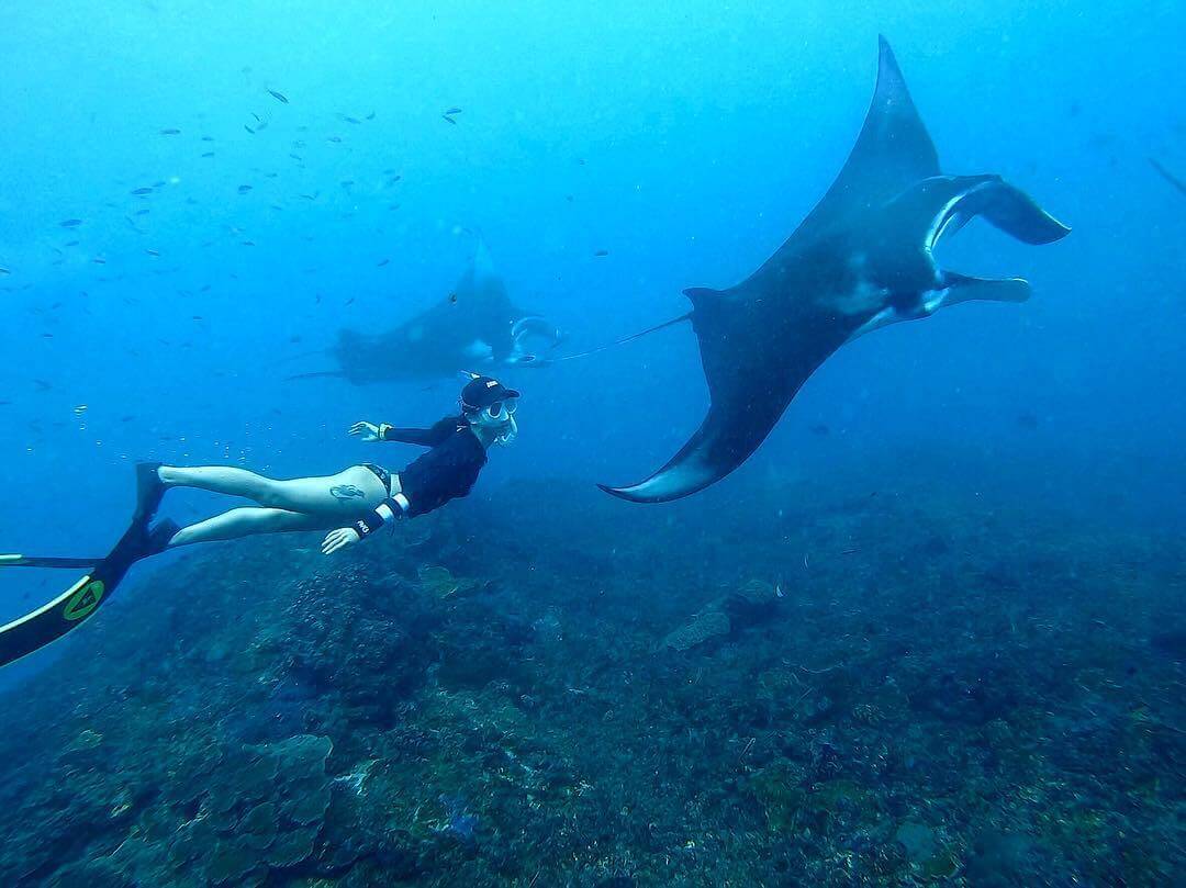 Manta Rays in Nusa Penida