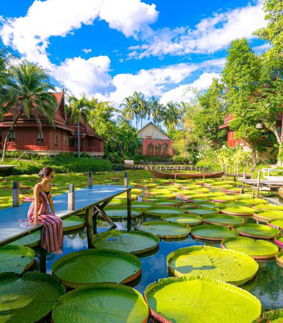 Phuket Giant Water Lilies And Temple Tour| Private Phuket Giant Lily ...