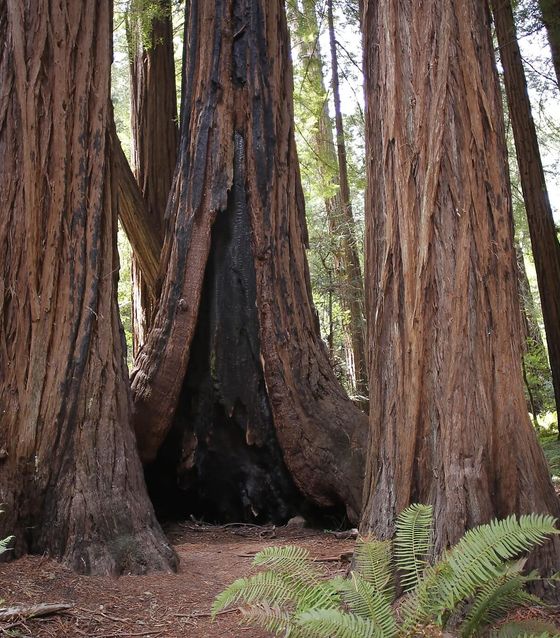Muir Woods, San Francisco