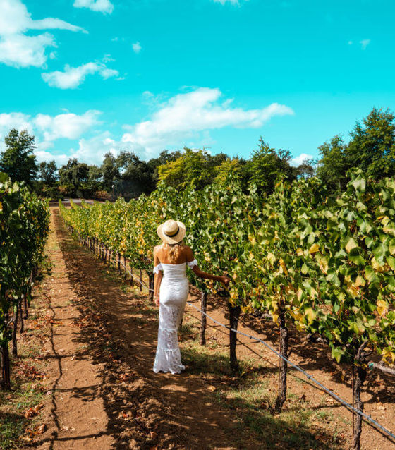 Vineyards in California