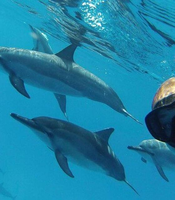Lovina Dolphin Watching, Lovina, Bali
