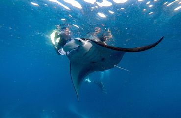 Nusa Penida Manta Ray Tour