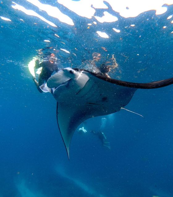 Nusa Penida Manta Ray Tour