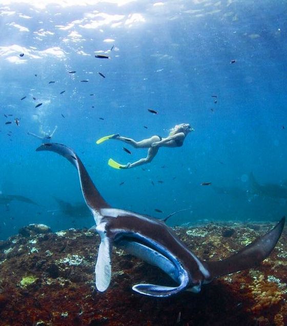 Snorekeling Nusa Penida