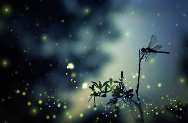 Kuala Lumpur Fairy Firefly And Monkey Hill Tour
