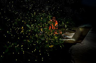 Kuala Lumpur Fairy Firefly And Monkey Hill Tour
