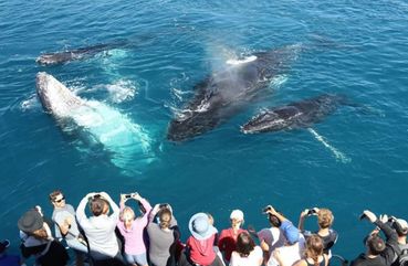 Majestic Mammals Of Sri Lanka: Whale & Elephant Safari Tour
