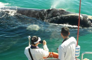Majestic Mammals Of Sri Lanka: Whale & Elephant Safari Tour