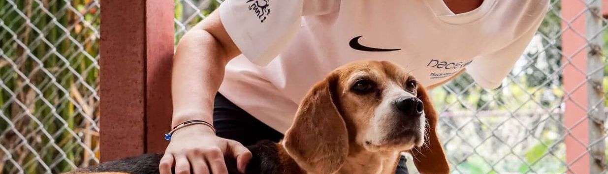 Soi Dog Foundation