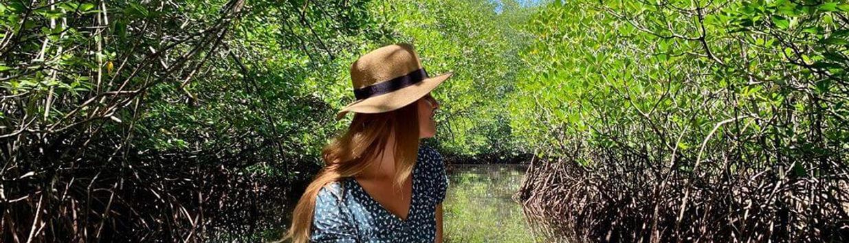 Mangrove Forest