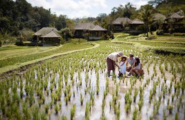 Bali Family Adventure: Breakfast With Orangutans And Rice Farming Experience