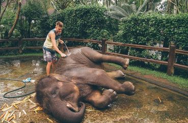 Playing with elephants in Bali