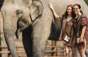 Elephants in Malaysia