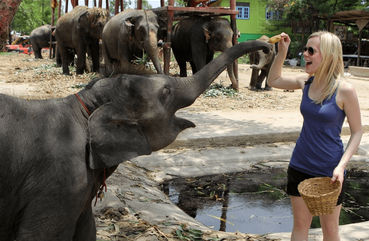 Ayutthaya Elephant