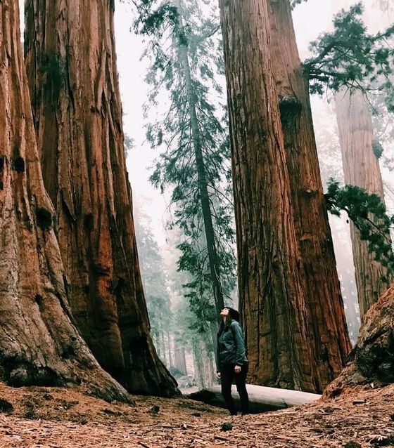 Magical Muir Woods Tour