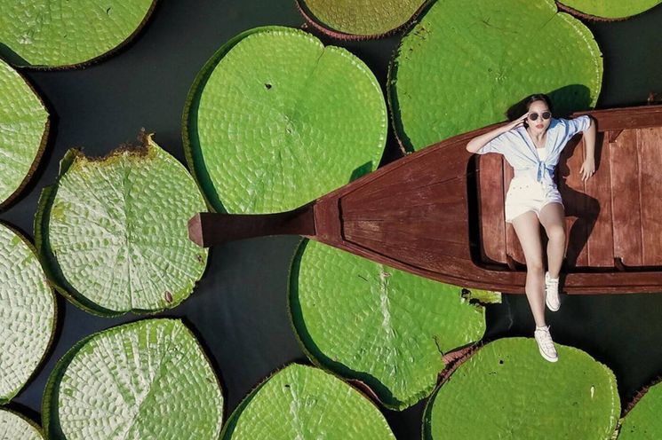 Phuket Giant Water Lilies and Temple Tour